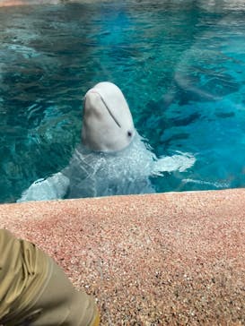 名古屋港水族館に投稿された画像（2026/1/1）