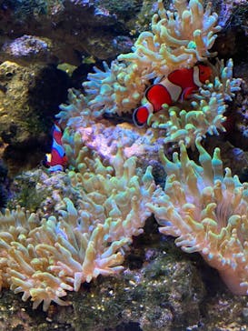 京都水族館に投稿された画像（2026/1/1）