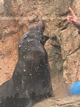京都水族館に投稿された画像（2026/1/1）