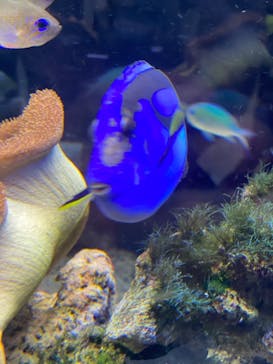 京都水族館に投稿された画像（2026/1/1）
