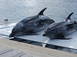 うみたま体験パーク 「つくみイルカ島」に投稿された画像（2025/12/31）