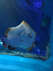 島根県立 しまね海洋館に投稿された画像（2026/1/1）