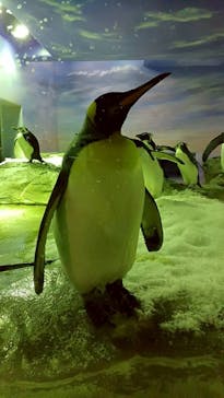 島根県立 しまね海洋館に投稿された画像（2026/1/1）