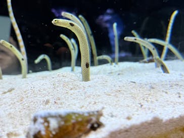 すみだ水族館に投稿された画像（2026/1/2）