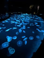 すみだ水族館に投稿された画像（2026/1/2）