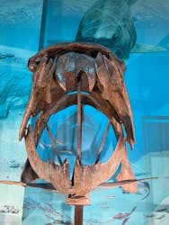 福井県立恐竜博物館に投稿された画像（2026/1/2）