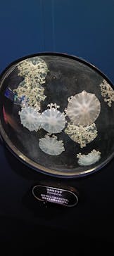 新江ノ島水族館に投稿された画像（2026/1/2）