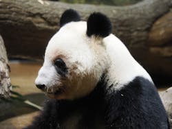 恩賜上野動物園に投稿された画像（2026/1/2）