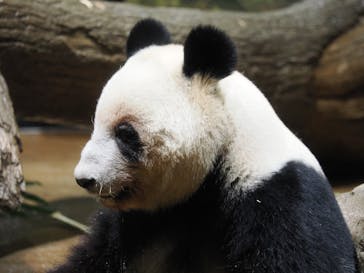 恩賜上野動物園に投稿された画像（2026/1/2）