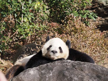 恩賜上野動物園に投稿された画像（2026/1/2）