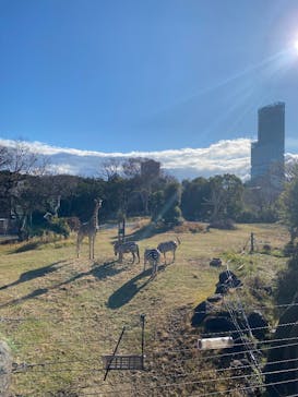 天王寺動物園に投稿された画像（2026/1/2）