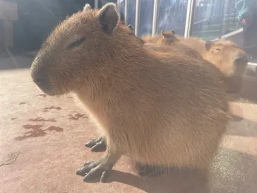 竹島水族館に投稿された画像（2026/1/2）