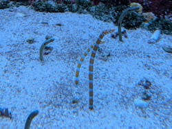 サンシャイン水族館に投稿された画像（2026/1/2）