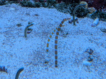 サンシャイン水族館に投稿された画像（2026/1/2）