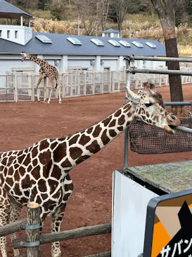 東京動物園協会_多摩動物公園に投稿された画像（2026/1/2）