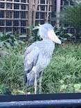 恩賜上野動物園に投稿された画像（2026/1/2）