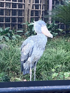 恩賜上野動物園に投稿された画像（2026/1/2）