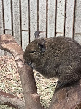 恩賜上野動物園に投稿された画像（2026/1/2）