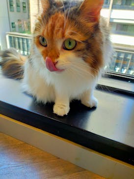 猫カフェモカ　渋谷公園通り店に投稿された画像（2026/1/2）