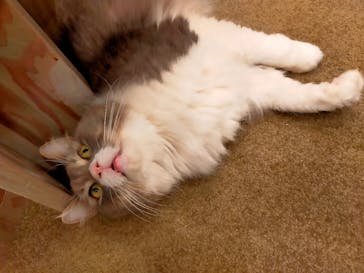 猫カフェモカ　渋谷公園通り店に投稿された画像（2026/1/2）