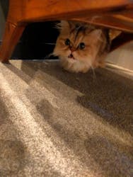 猫カフェモカ　渋谷公園通り店に投稿された画像（2026/1/2）