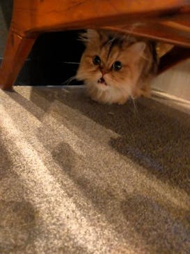 猫カフェモカ　渋谷公園通り店に投稿された画像（2026/1/2）