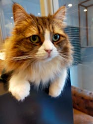 猫カフェモカ　渋谷公園通り店に投稿された画像（2026/1/2）