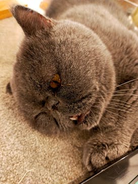 猫カフェモカ　渋谷公園通り店に投稿された画像（2026/1/2）