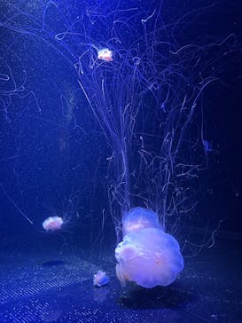 マリンワールド海の中道に投稿された画像（2026/1/2）