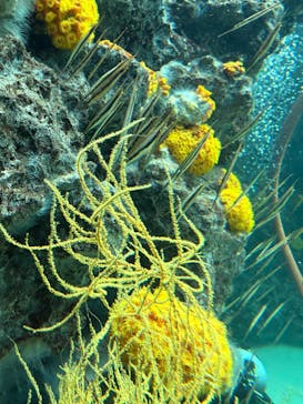 環境水族館アクアマリンふくしまに投稿された画像（2026/1/2）