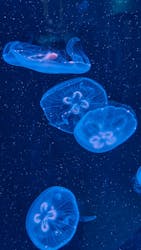 AOAO SAPPOROに投稿された画像（2026/1/2）