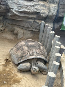 恩賜上野動物園に投稿された画像（2026/1/2）