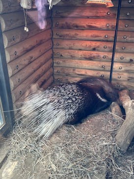 恩賜上野動物園に投稿された画像（2026/1/2）