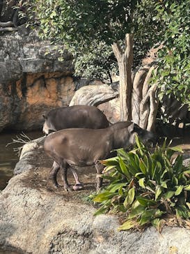 恩賜上野動物園に投稿された画像（2026/1/2）