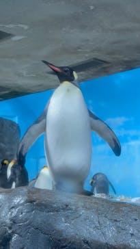 鴨川シーワールドに投稿された画像（2026/1/2）