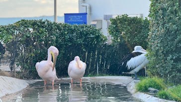 鴨川シーワールドに投稿された画像（2026/1/2）