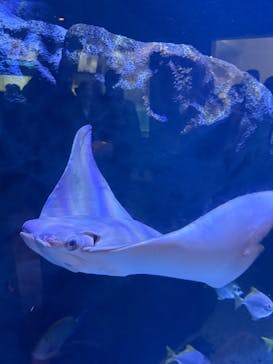 マクセル アクアパーク品川に投稿された画像（2026/1/2）