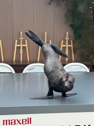 マクセル アクアパーク品川に投稿された画像（2026/1/2）