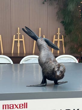 マクセル アクアパーク品川に投稿された画像（2026/1/2）