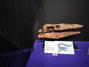 特別展「大絶滅展―生命史のビッグファイブ」に投稿された画像（2026/1/2）