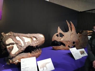 特別展「大絶滅展―生命史のビッグファイブ」に投稿された画像（2026/1/2）