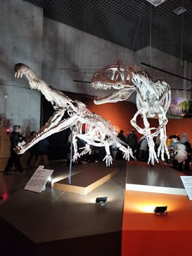 特別展「大絶滅展―生命史のビッグファイブ」に投稿された画像（2026/1/2）