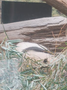 恩賜上野動物園に投稿された画像（2026/1/2）