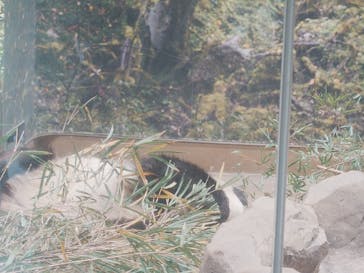 恩賜上野動物園に投稿された画像（2026/1/2）