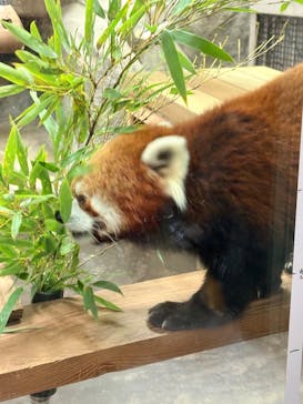 天王寺動物園に投稿された画像（2026/1/2）