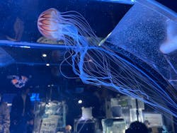 名古屋港水族館に投稿された画像（2026/1/2）