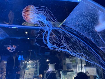 名古屋港水族館に投稿された画像（2026/1/2）