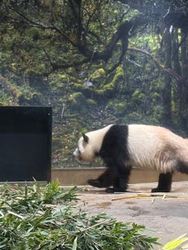 恩賜上野動物園に投稿された画像（2026/1/2）