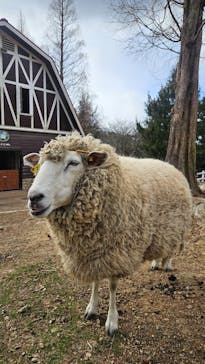 神戸市立六甲山牧場に投稿された画像（2026/1/2）
