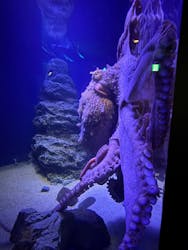 新江ノ島水族館に投稿された画像（2026/1/2）